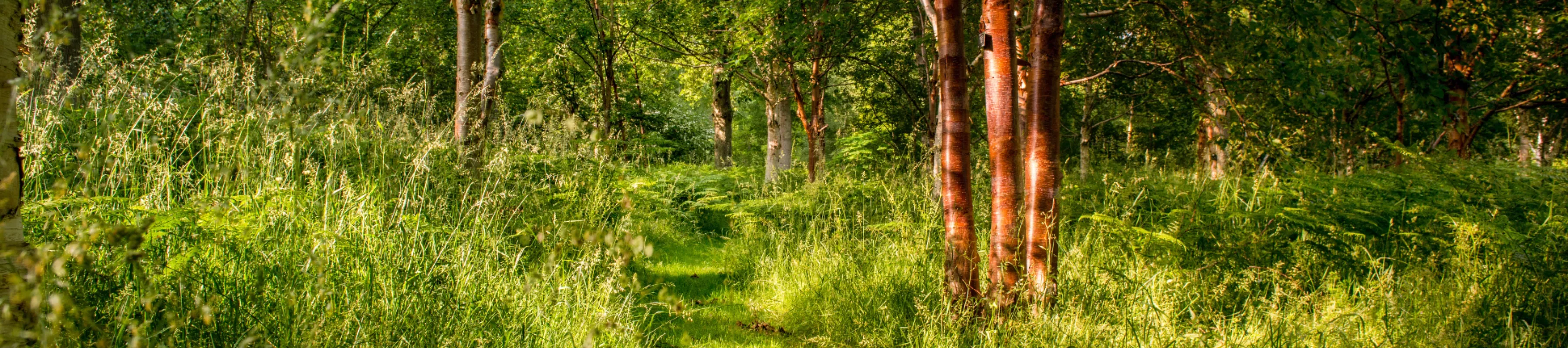 Woods at Wakehurst, Jim Holden © RBG Kew A path through a woodland with high grass