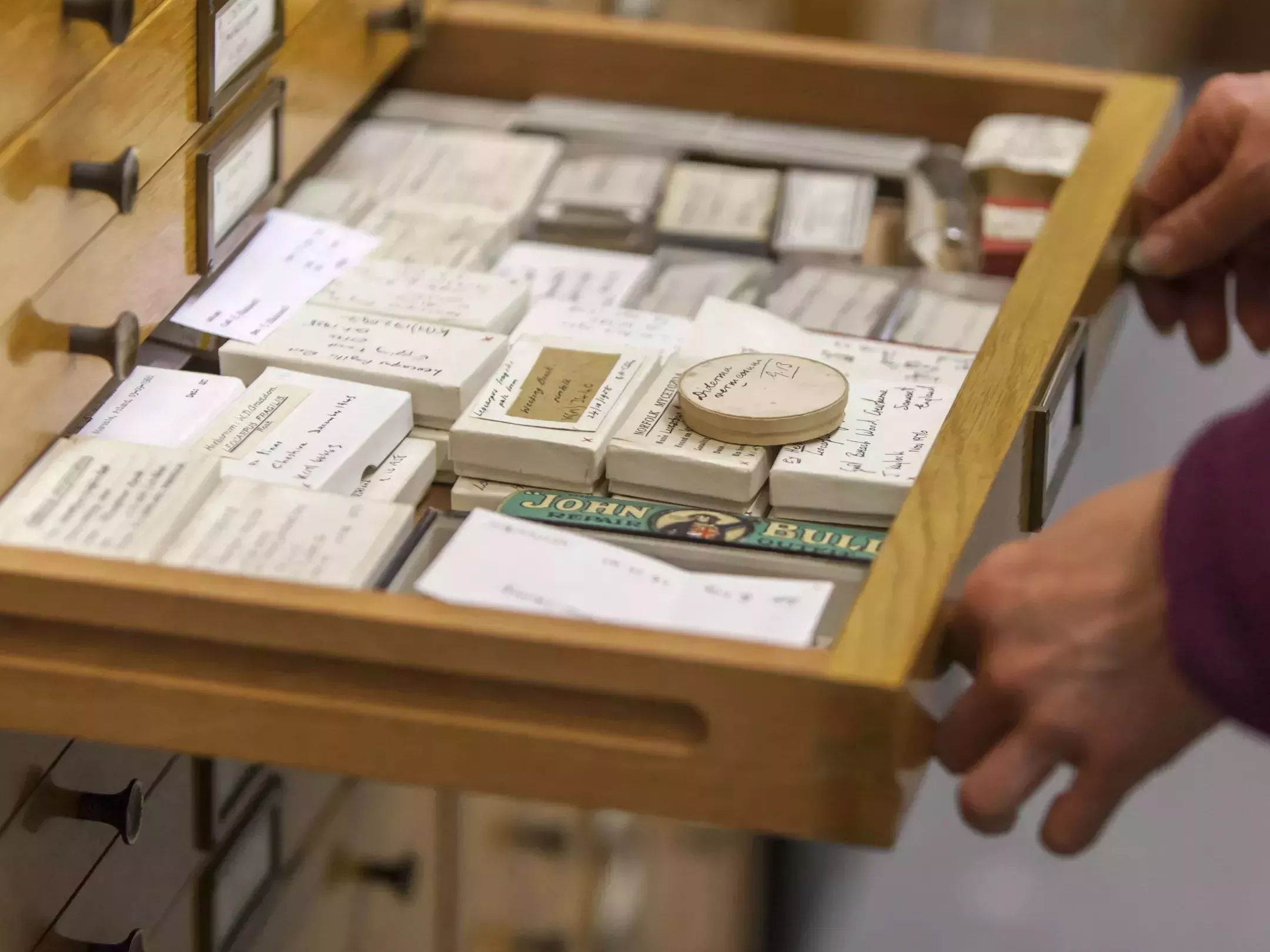 The drawers of the Kew Fungarium house more than 1.25 million dried fungal specimens © RBG Kew/Steve Lancefield A draw holds many fungal specimens