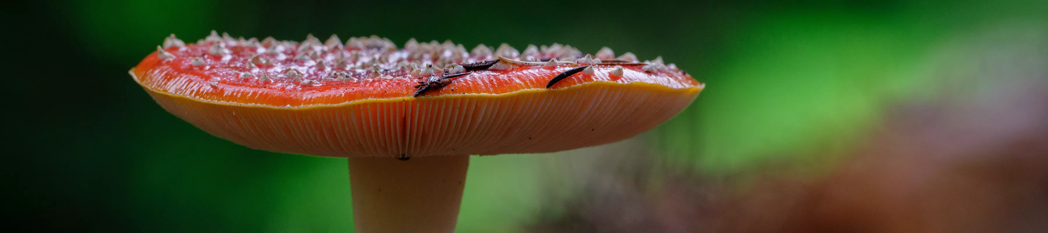 Side profile of a mushroom at close range © Jim Holden A closeup of a mushroom