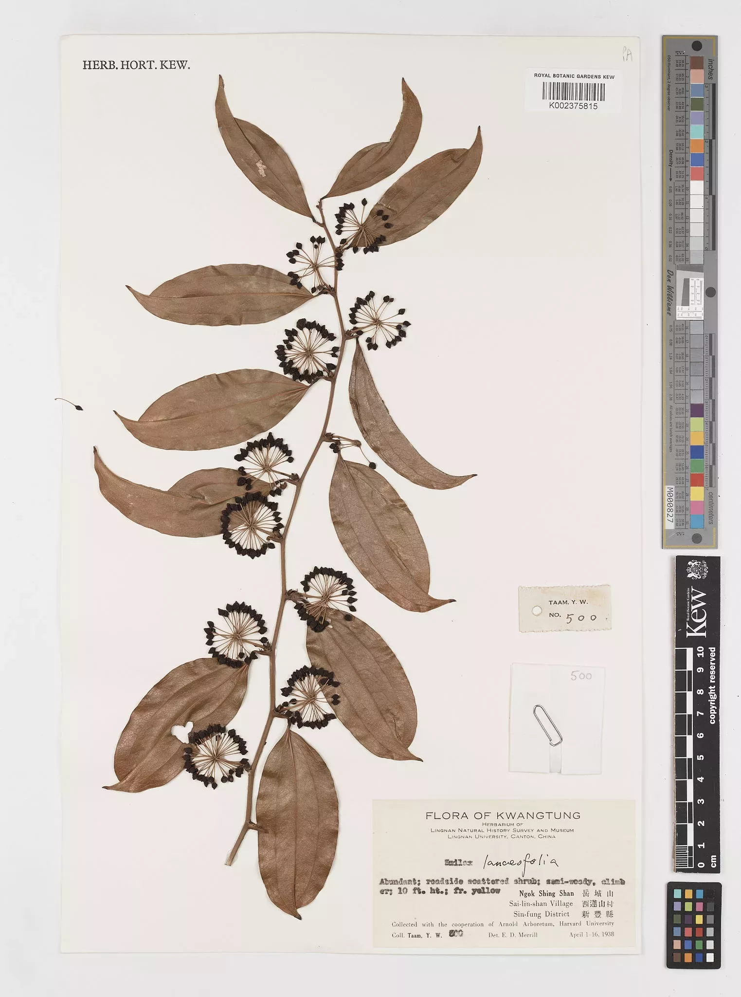Herbarium specimen from Kew's collection Herbarium specimen showing a dried plant made of leaves and seeds