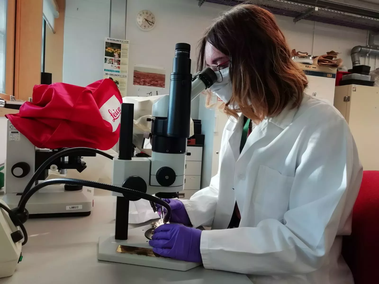A Kew curator mycologist examines a Fungarium specimen A woman is looking down a microscope at a fungi specimen