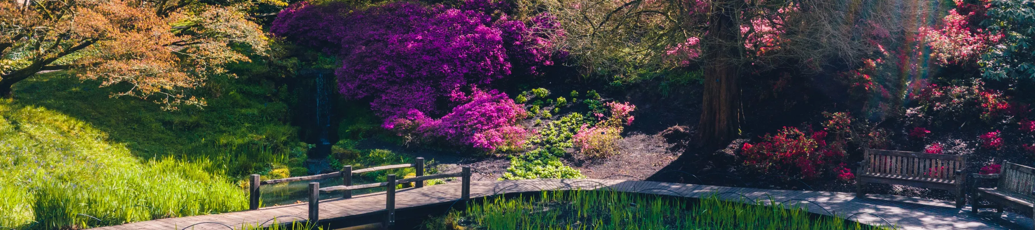 Wakehurst Iris Dell, Visual Air © RGB Kew April 2023 Wooden footbridge leading through a sunny dell with large bushes covered in deep pink flowers