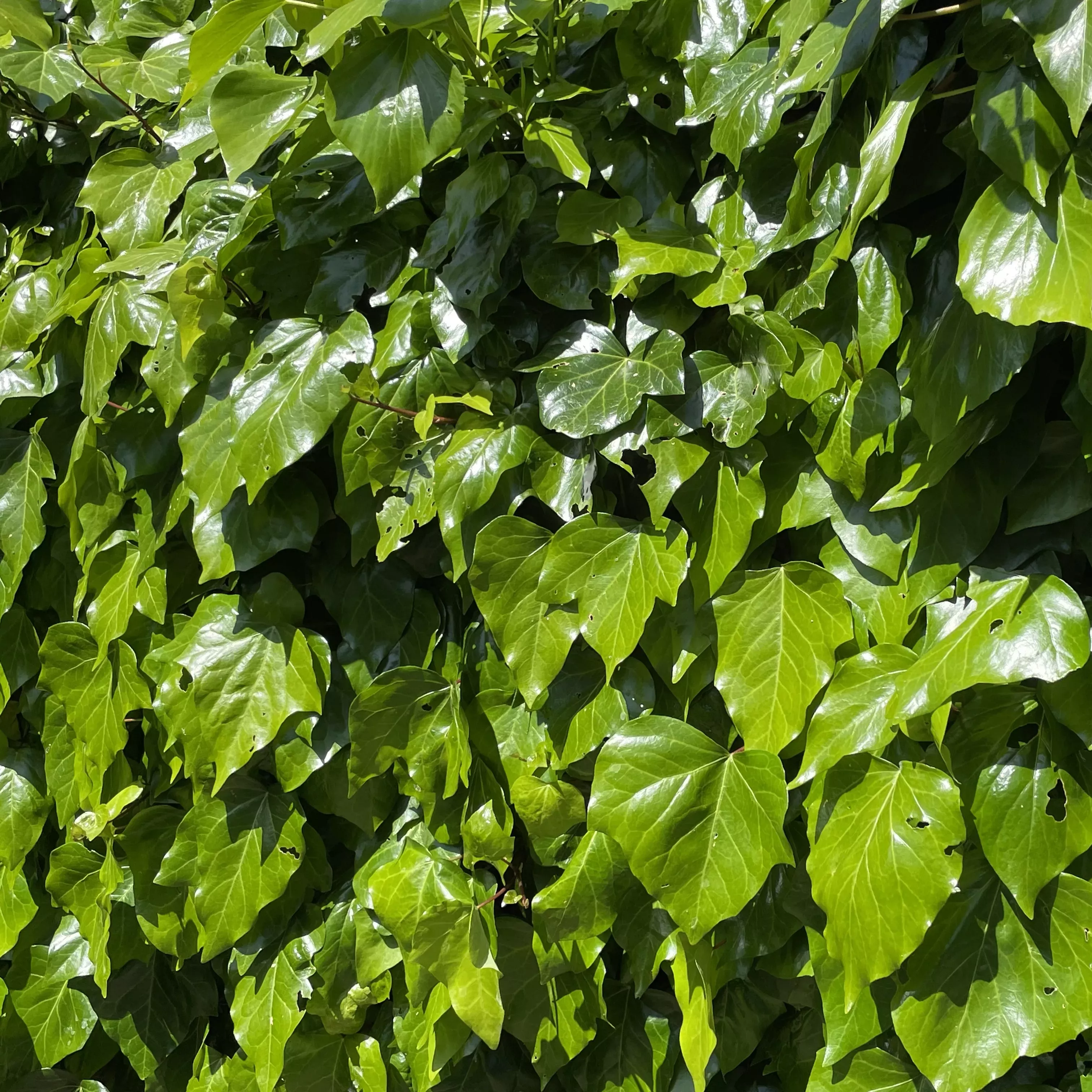 The shine on leaves like these is caused by their thick cuticula, made of waxy polymers very closely resembling the polyesters used in today's plastics. © Irina Druzhinina, RBG Kew Leaves on a large bush shine in the sunlight