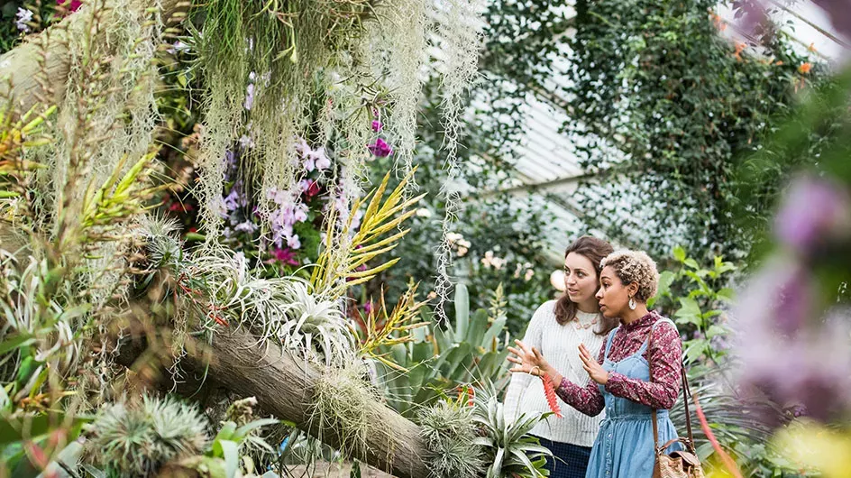 Visitors studying plants in Kew's Princess of Wales Conservatory, Charles Emerson © RBG Kew Friends studying plants
