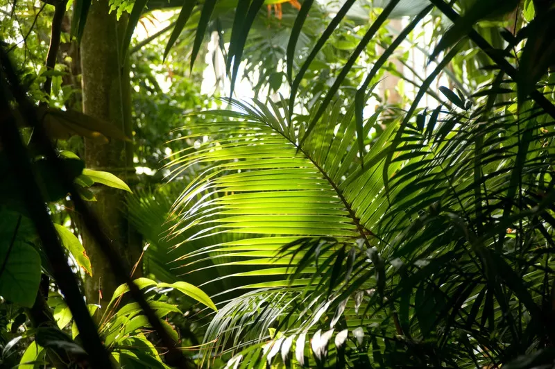 Palm House at Kew © RBG Kew. Palm House trees