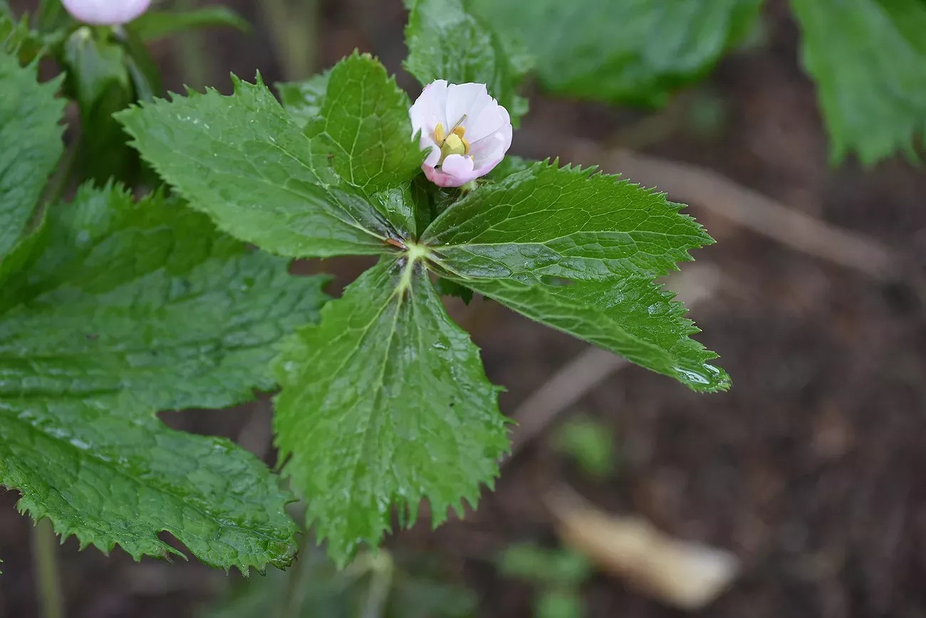 The American Mandrake plant Podophyllum peltatum produces the podophyllotoxin, which has been used to make multiple cancer treatments. © RBG Kew An American mandrake plant in bloom with a single small flower