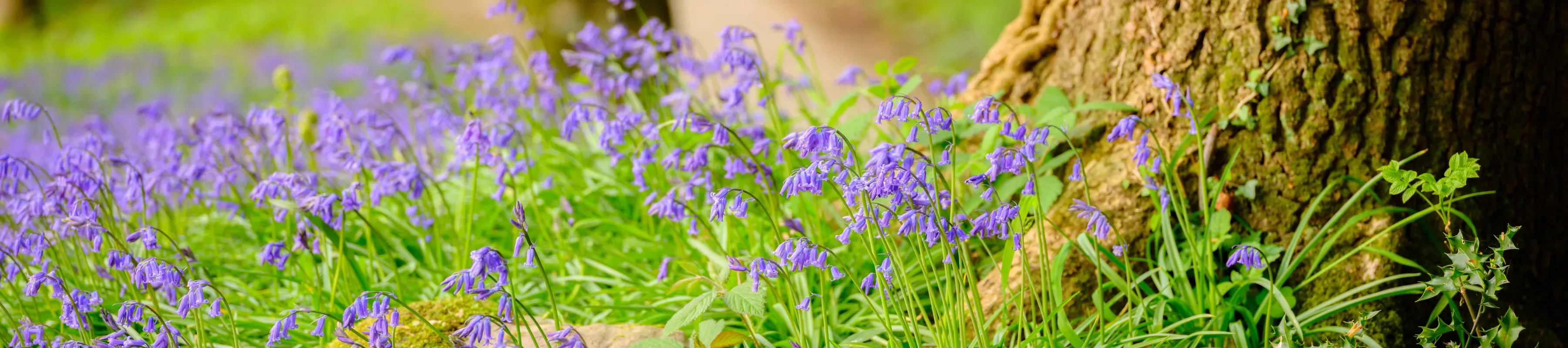 Bluebells, Bethlehem Wood, Wakehurst, Jim Holden Bluebells, Bethlehem Wood, Wakehurst