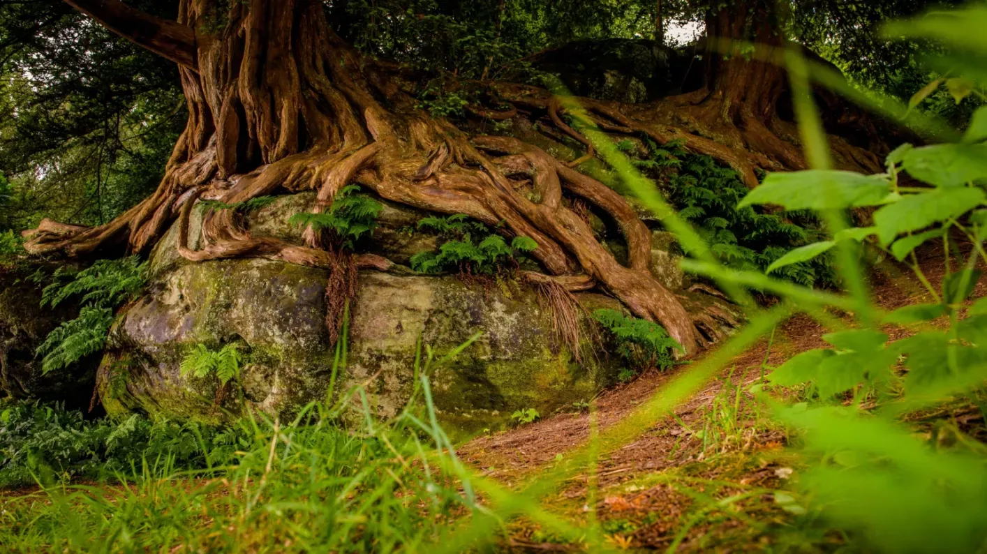 Rock Walk, Wakehurst / RBG Kew Rock Walk, Wakehurst