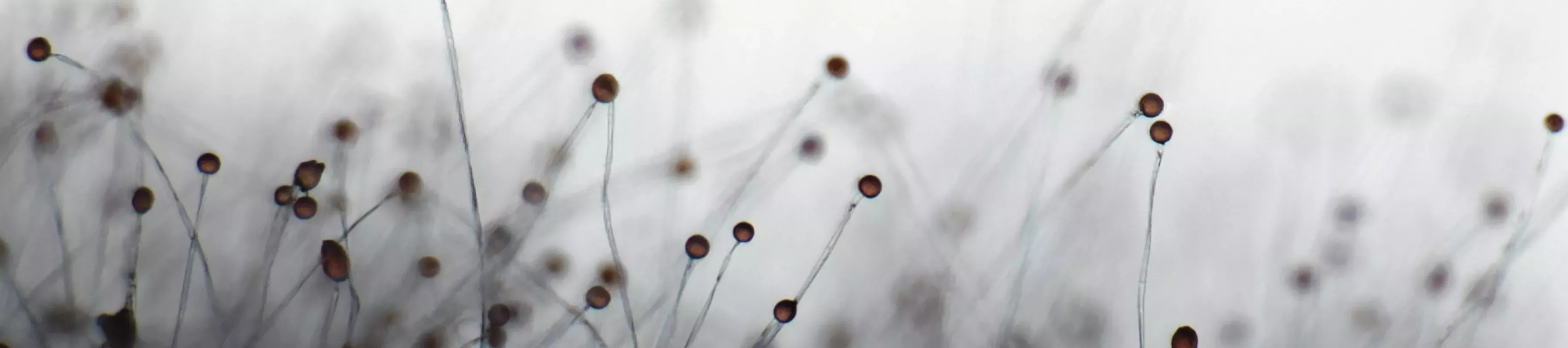 ©RBG Kew Macro close up of plants