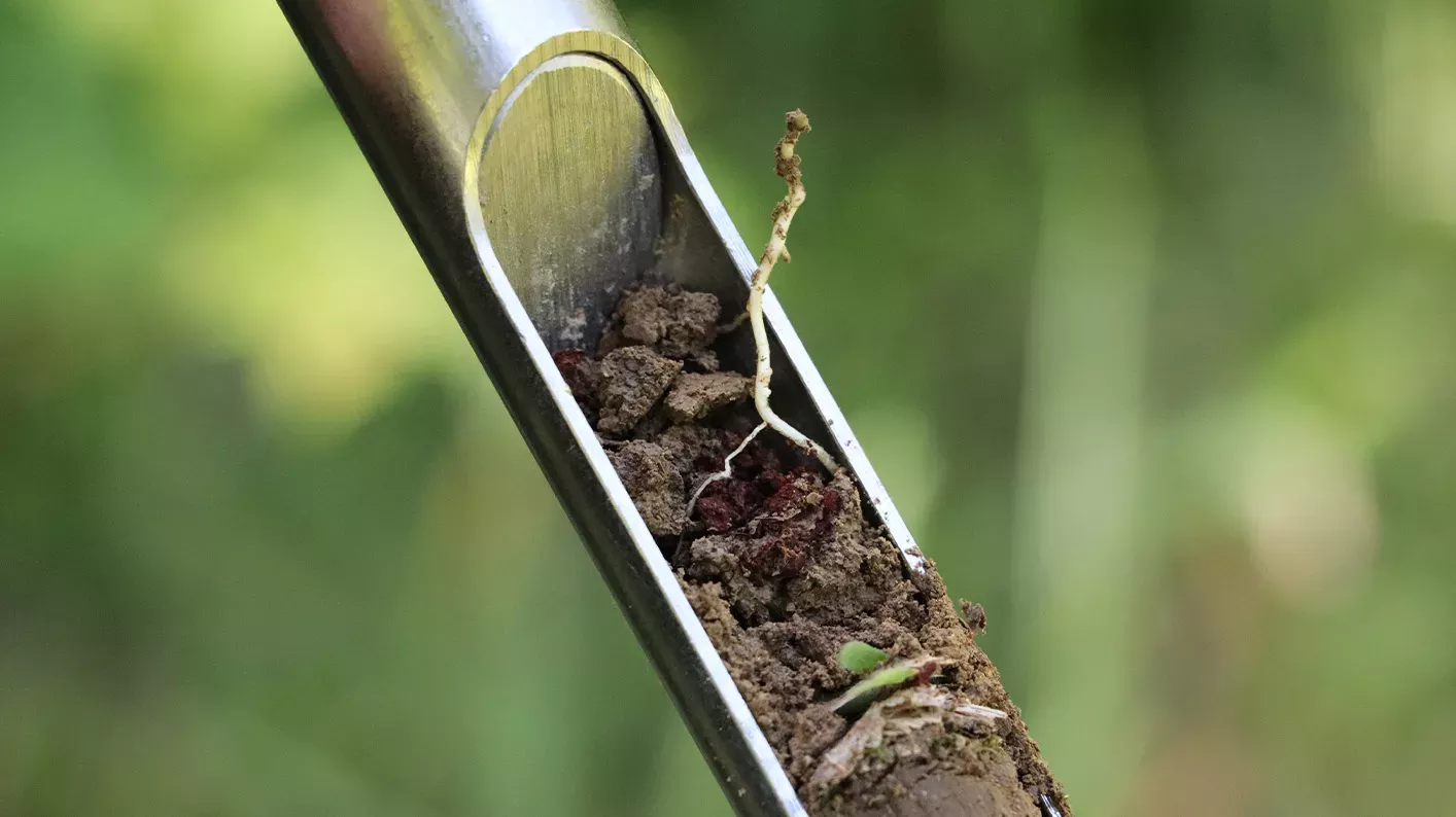 Soil sampling, Jessica Hayne © RBG Kew A small root comes out of the soil in a soil corer