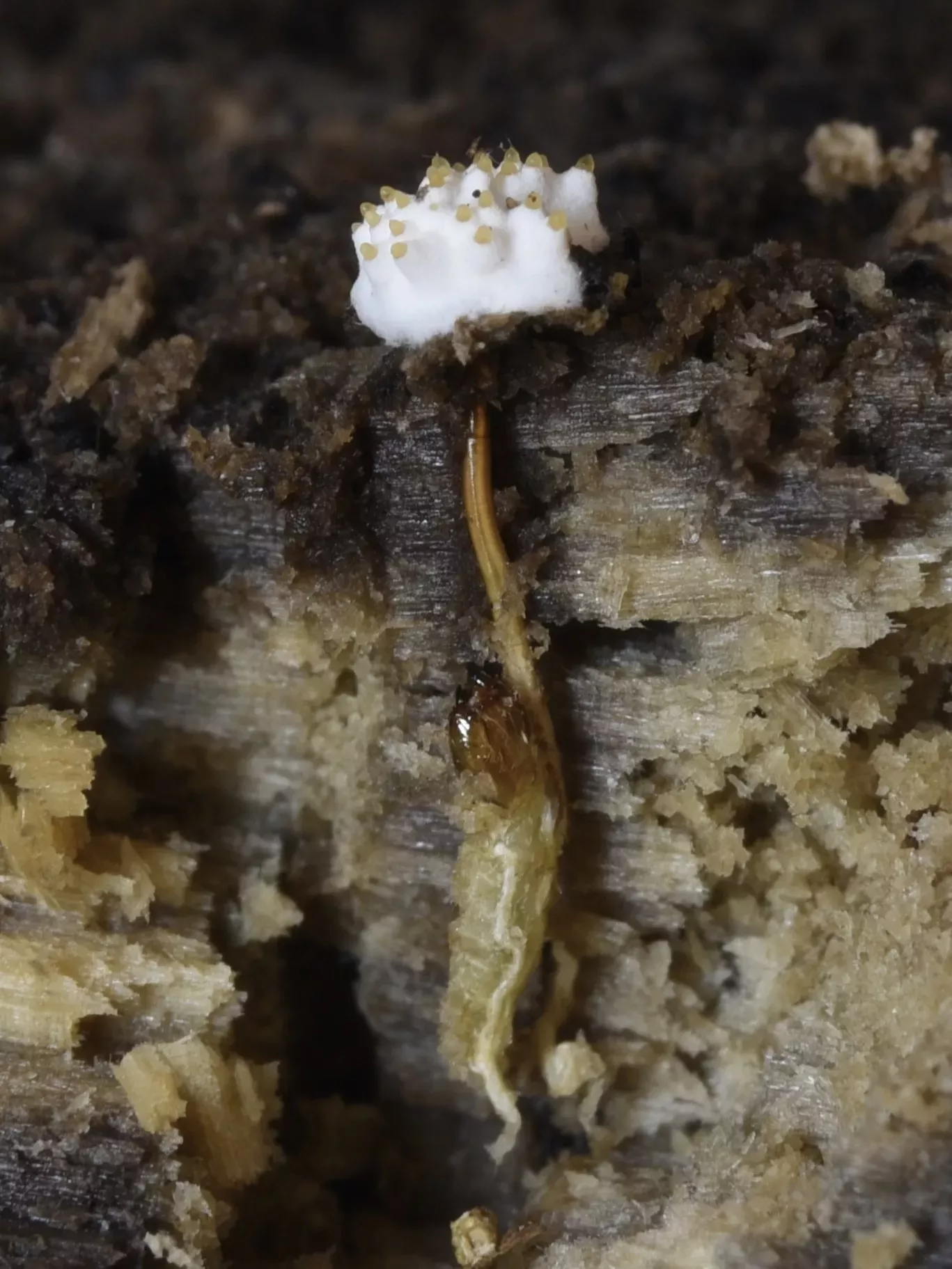 Tolypocladium infactum seen emerging from its beetle host to distribute spores © Richard Tehan, CC BY-NC-SA A slice image through soil shows a beetle infected by fungus, and the fungus emerging at the surface