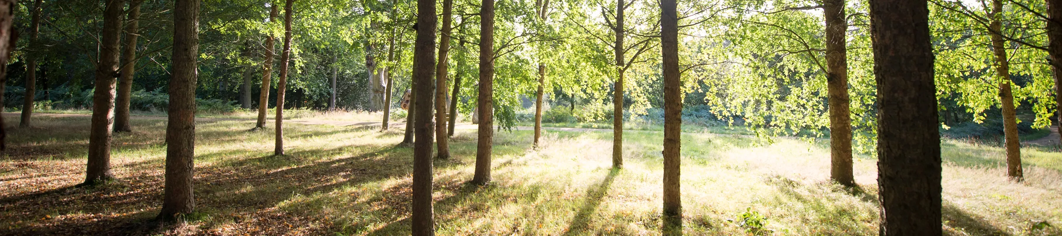Woodland at Wakeurst ©RBG Kew Shine shines through the trees at the Woodlands in wakehurst
