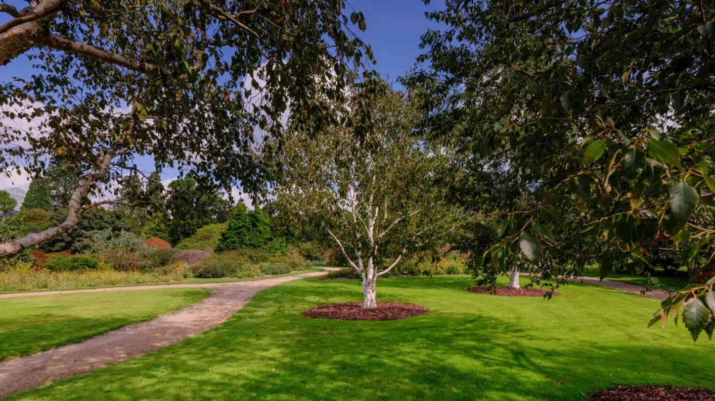 Wakehurst's Asian Heath Garden, Jim Holden © RBG Kew A birch tree growing in grass next to a path flanked by larger trees