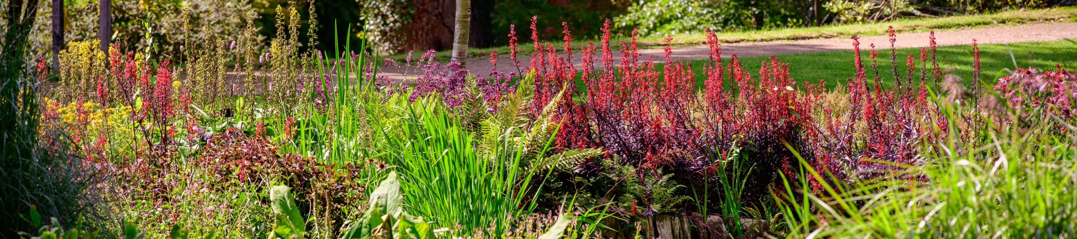 Wakehurst's Bog Garden, Jim Holden © RBG Kew A colourful bog garden at Wakehurst