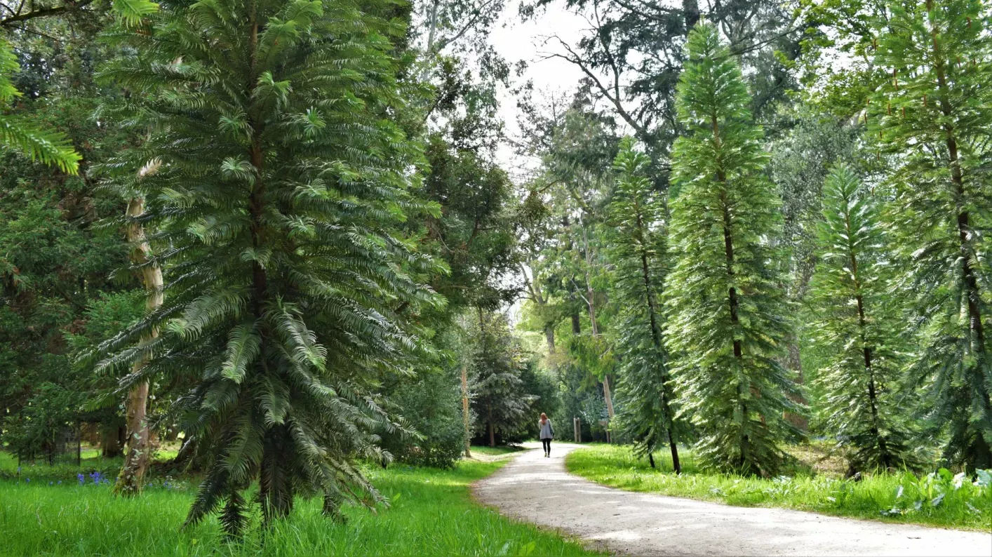 Coates Wood © RBG Kew A grove of tall pine like trees with a path weaving through them