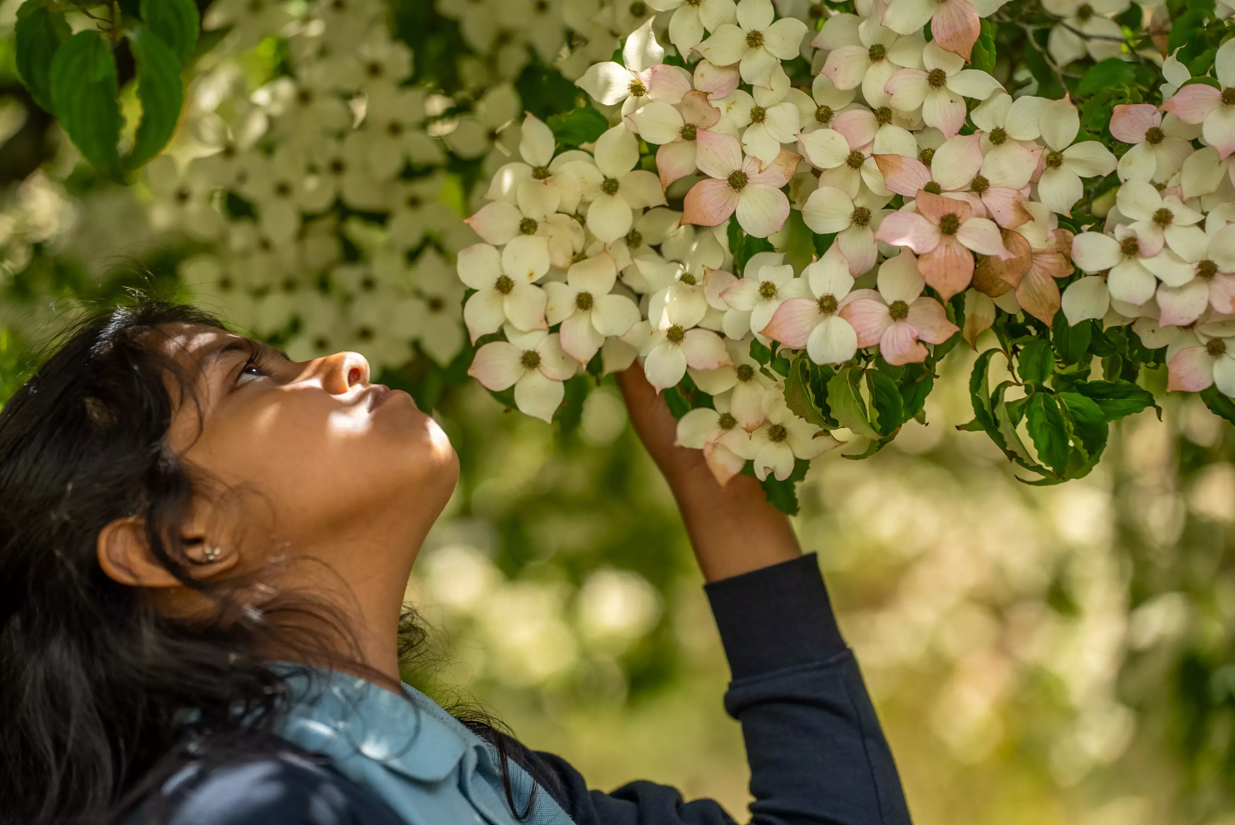 Wakehurst E Learning Day, Visual Air © RGB Kew July 2023 Young girl smelling tree blossom