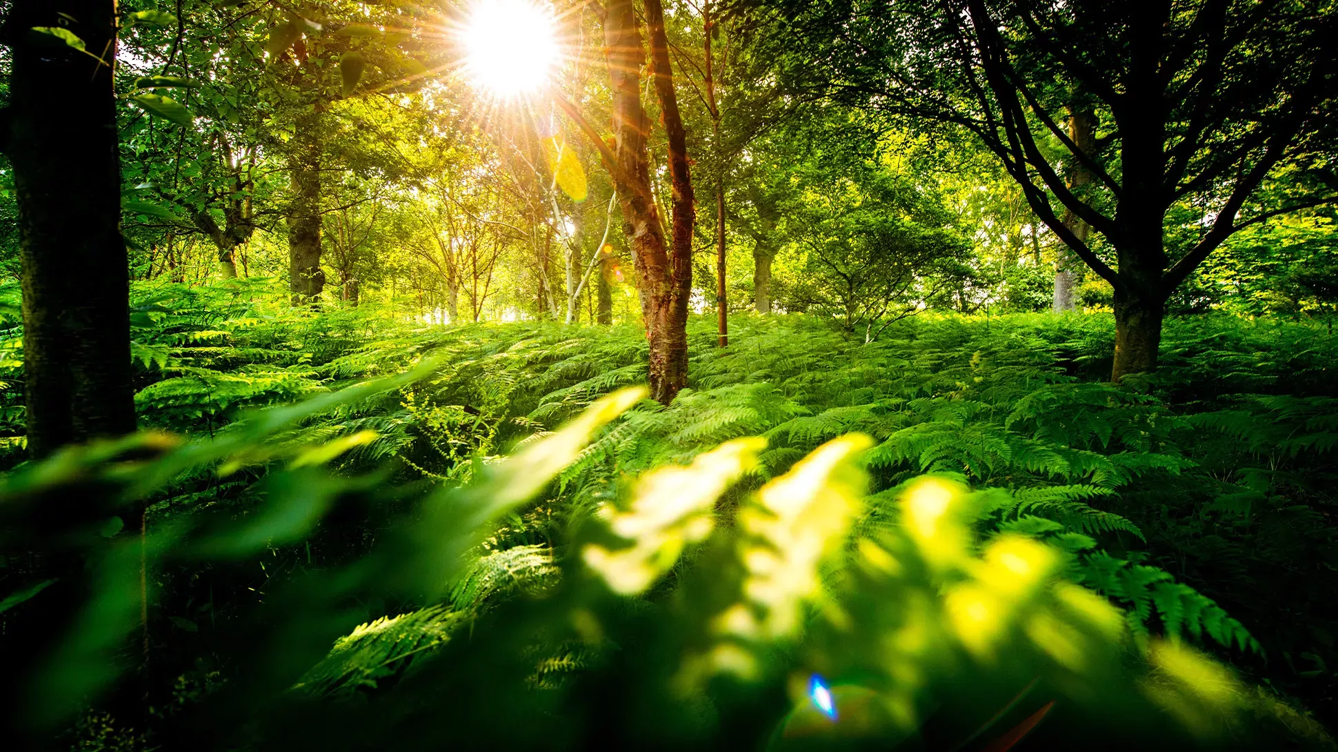 Forest bathing at Wakehurst © RBG Kew The sun shines on a forest floor covered with ferns.