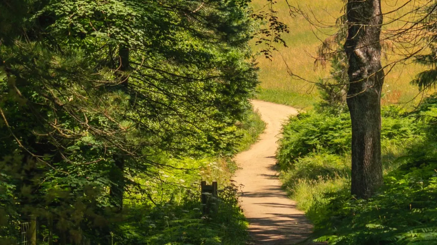 Wakehurst's Horsebridge Woods, Visual Air © RBG Kew A path leading to a yellow field from a green and dark forest