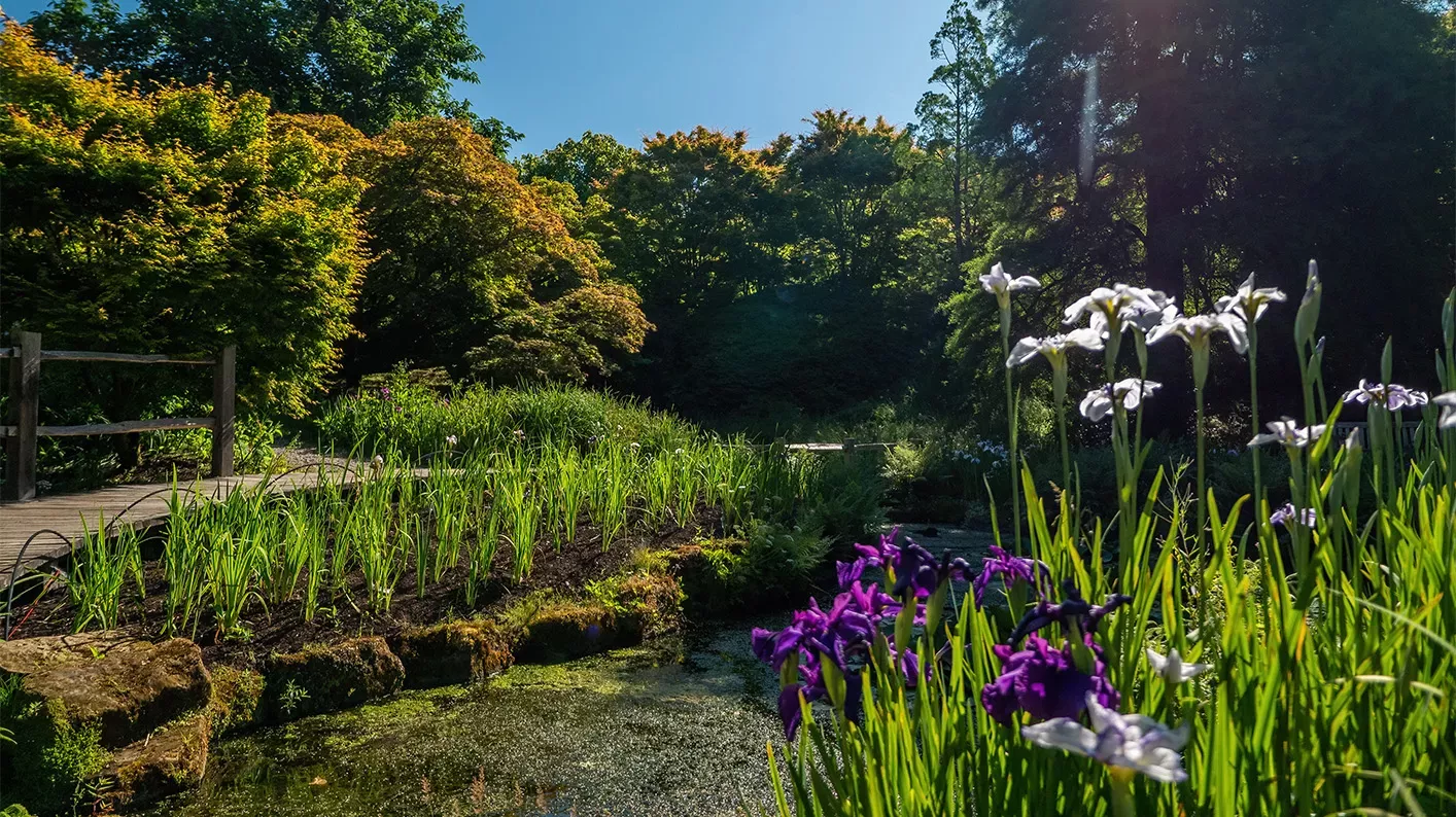 Iris Dell, Visual Air © RBG Kew Irises in the foreground, and in the background a boardwalk over a pond.