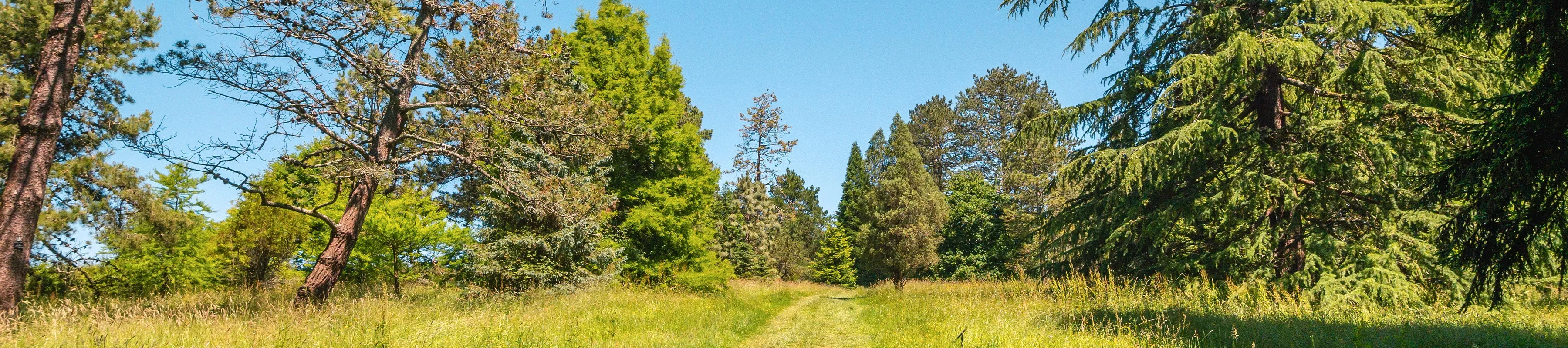 Wakehurst Pinetum, Visual Air © RBG Kew July A grassy path through pine trees