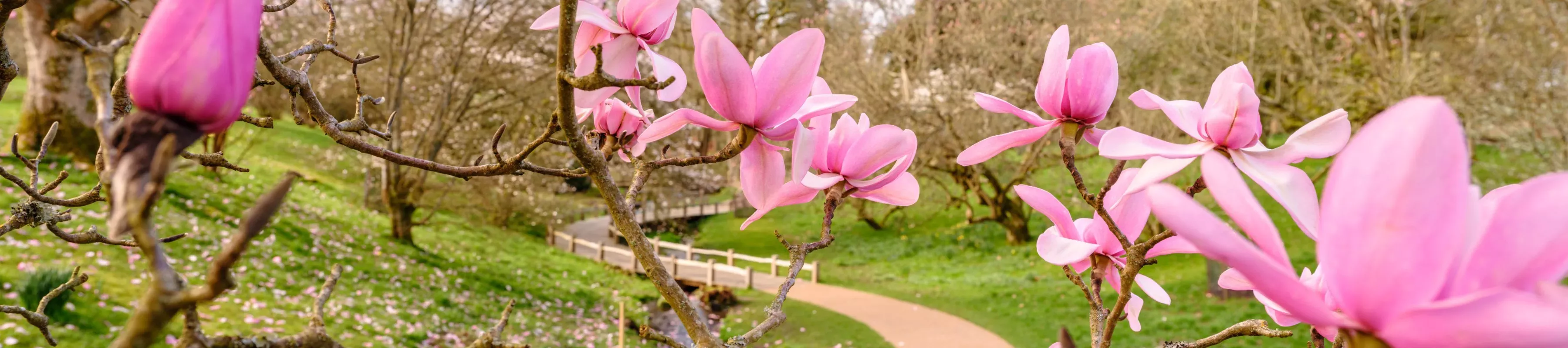 The Slips and Black Pond at Wakehurst © RBG Kew Pink magnolia blossoms in front of a river and pathway
