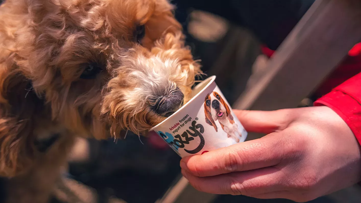 Dog treats, Visual Air © RBG Kew A dog licks a doggy ice cream from a tub