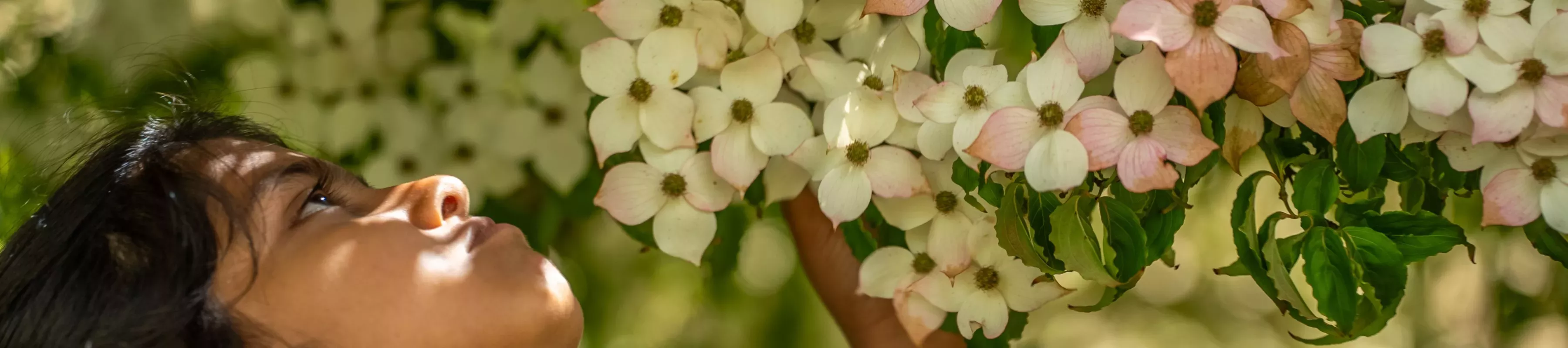 Learning at Wakehurst, Visual Air © RBG Kew A child reaching up to examine some white petaled flowers