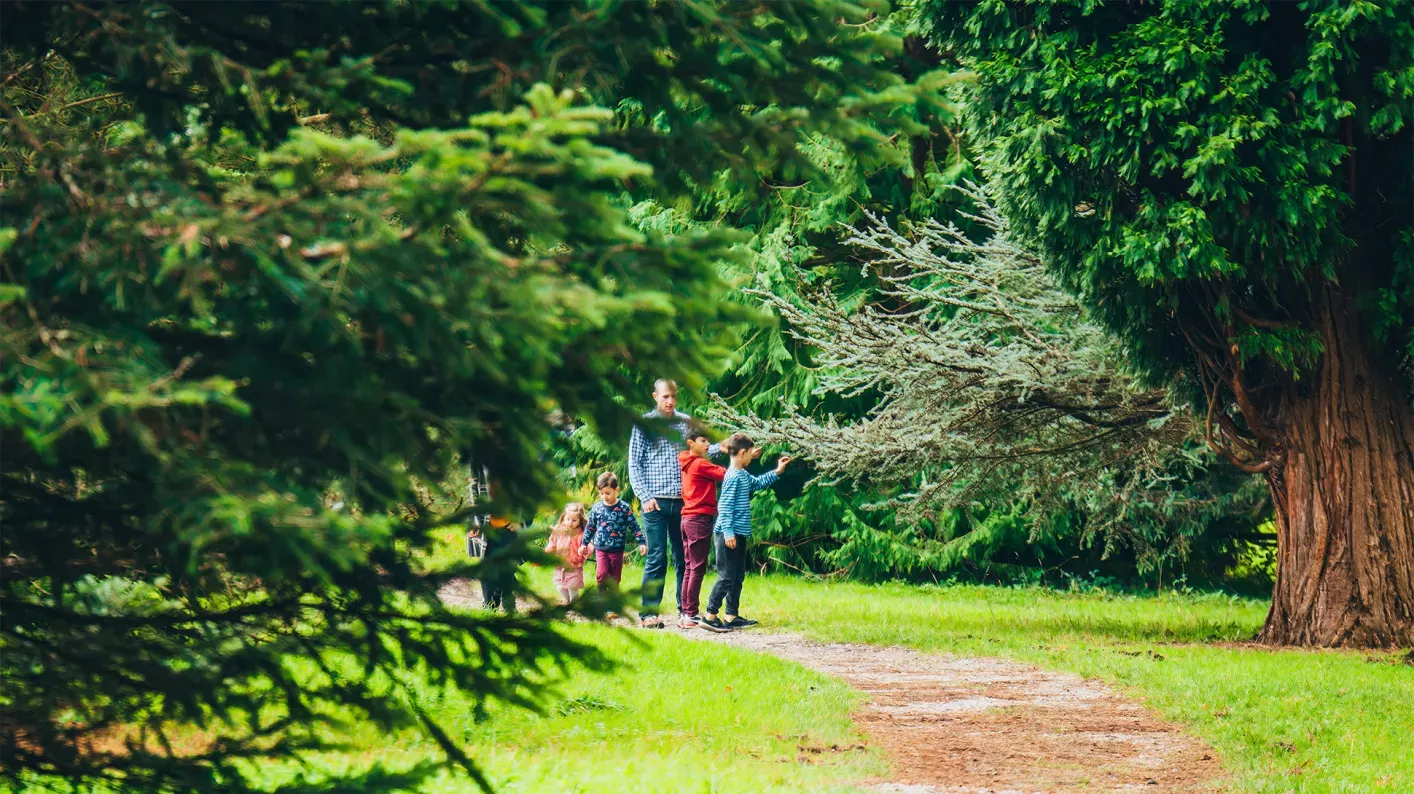 Wakehurst Pinetum, Visual Air © RBG Kew A family walk amongst tall trees in Pinetum at Wakehurst