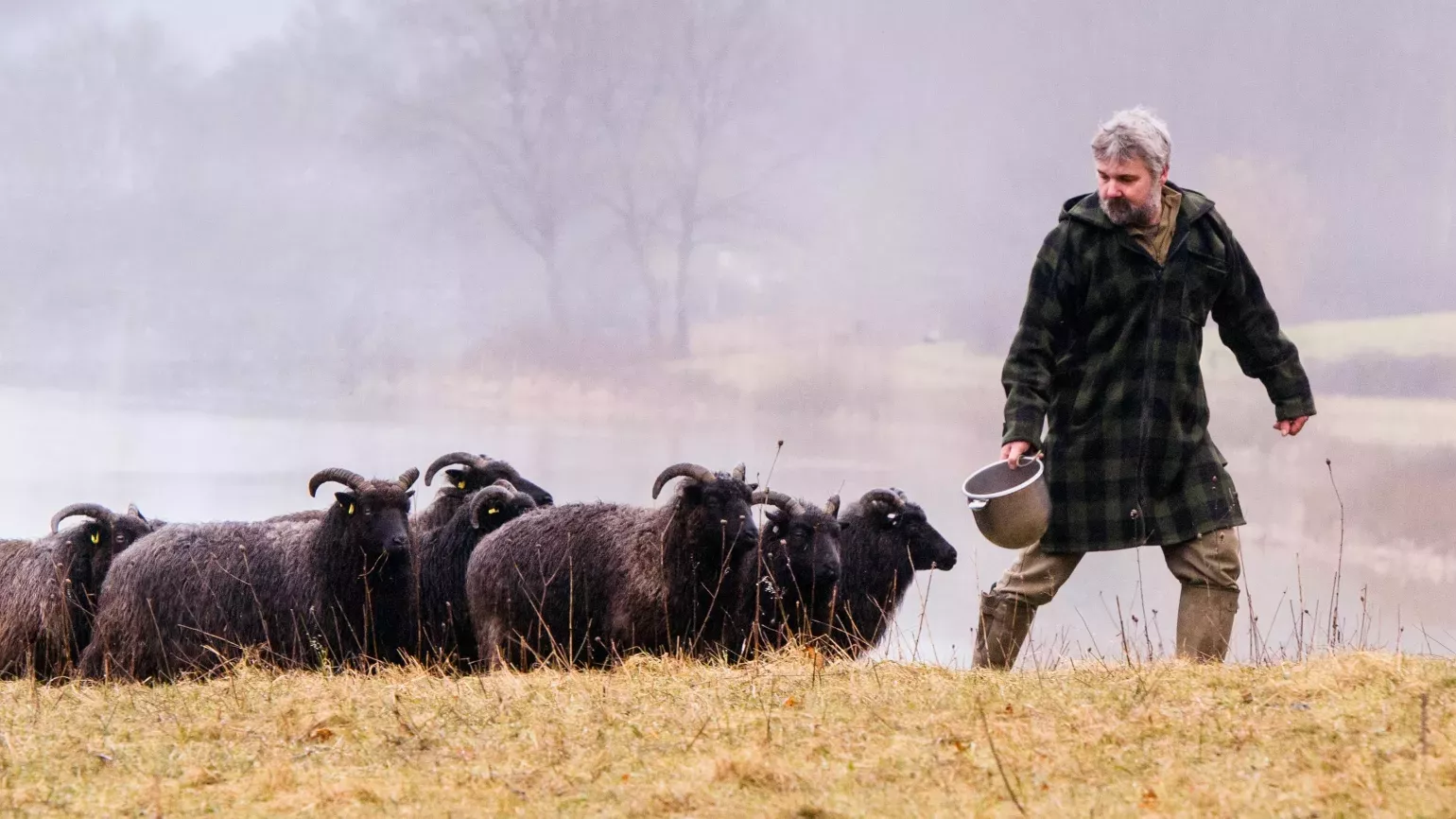 Wakehurst's Conservation Manager caring for livestock in the Hanging Meadow, Jim Holden © RBG Kew Black sheep in a field being led by a man