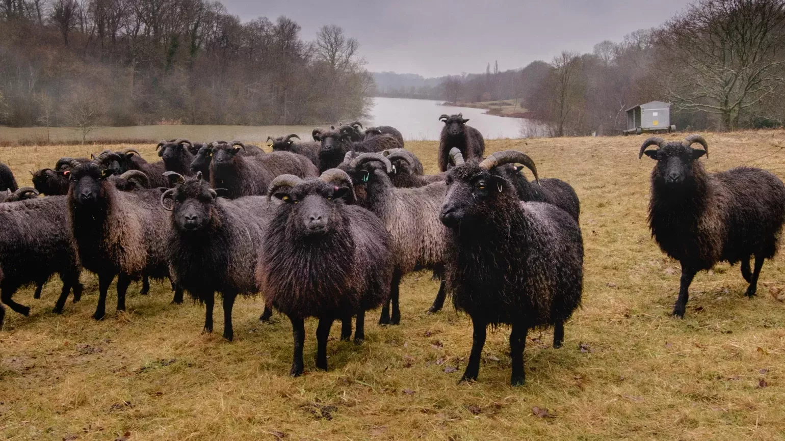 Livestock in the Hanging Meadow at Wakehurst, Jim Holden © RBG Kew Black sheep in a grass field with a lake in the background