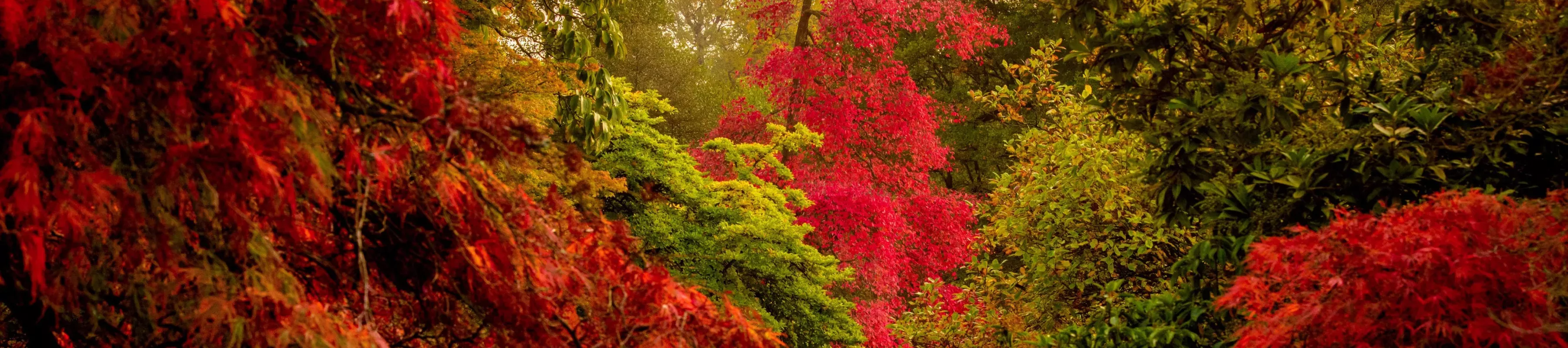 Autumn colours at Wakehurst, Jim Holden © RBG Kew Autumn colours of trees at Wakehurst
