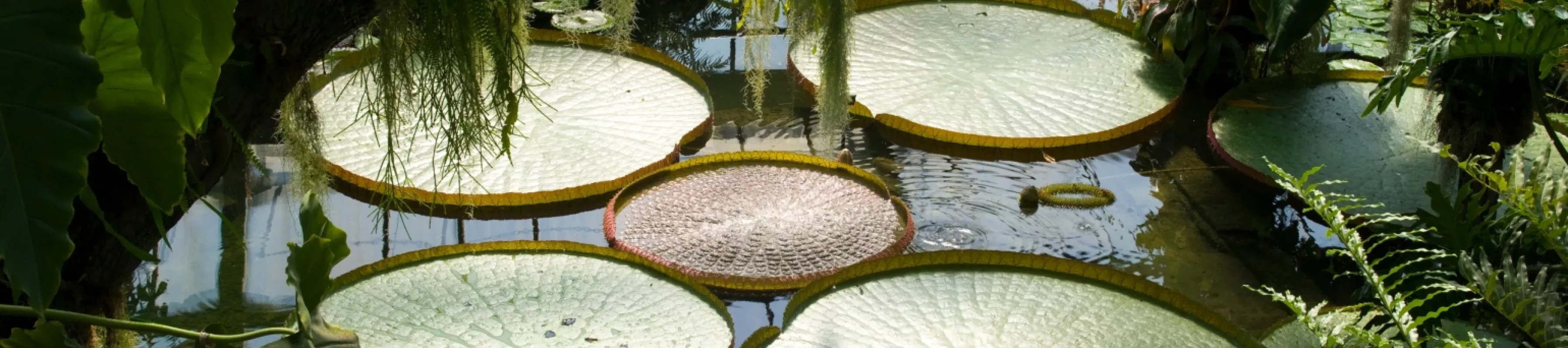 Waterlily House, ©RBG Kew Santa cruz waterlilies in the Waterlily House